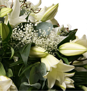 Lilies